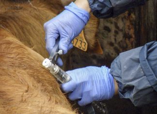 Cusano Mutri, revocata l’area cluster per la tubercolosi bovina