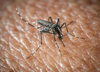 L’Oms lancia l’allarme, il virus West Nile cresce in Europa, 21 casi in Italia