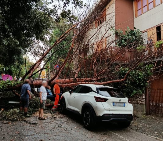 Violento nubifragio a San Giorgio del Sannio: pino si abbatte sulle auto, conta dei danni