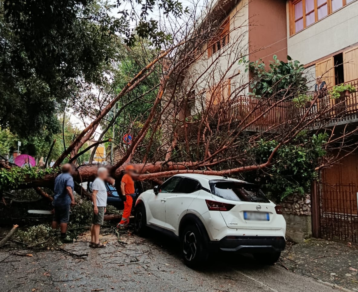 albero caduto maltempo