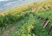 Tromba d’aria su Castelvenere: tetti divelti nel centro storico, strade bloccate e viticoltura in ginocchio