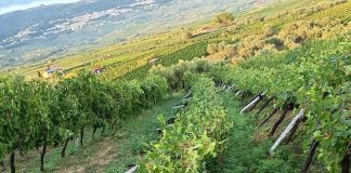 Tromba d’aria su Castelvenere: tetti divelti nel centro storico, strade bloccate e viticoltura in ginocchio