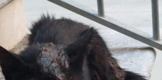 Orrore a Frasso Telesino: gatto ritrovato cosparso di colla e con la mandibola fratturata