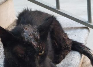 Orrore a Frasso Telesino: gatto ritrovato cosparso di colla e con la mandibola fratturata