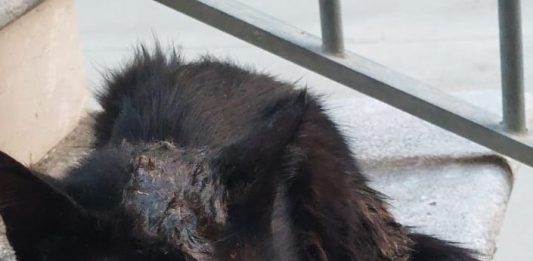 Orrore a Frasso Telesino: gatto ritrovato cosparso di colla e con la mandibola fratturata