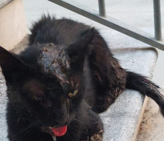 Orrore a Frasso Telesino: gatto ritrovato cosparso di colla e con la mandibola fratturata