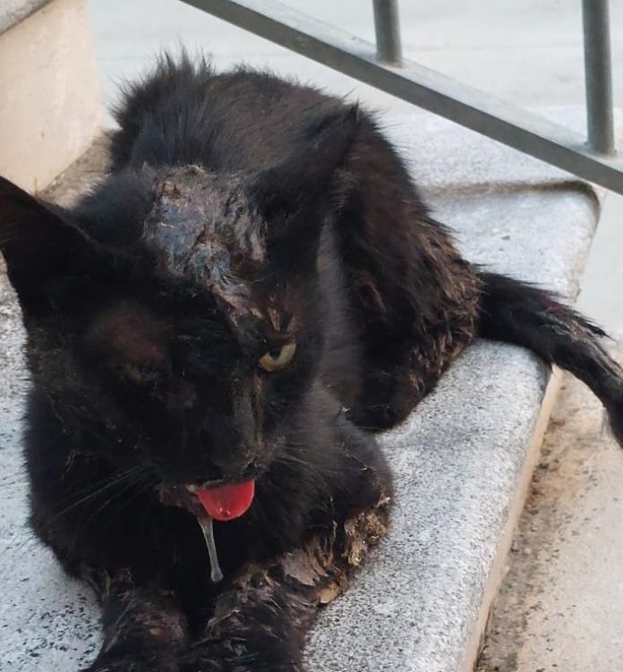 gatto