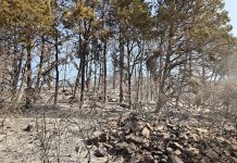 Domato incendio nel Fortore, pineta devastata: non si esclude il dolo
