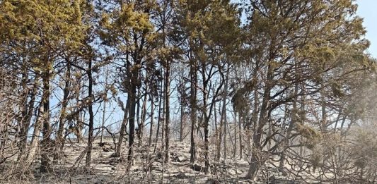 Domato incendio nel Fortore, pineta devastata: non si esclude il dolo