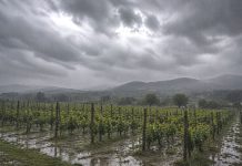 Danni ai vigneti a Castelvenere, Cia Campania al fianco degli agricoltori