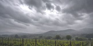 Danni ai vigneti a Castelvenere, Cia Campania al fianco degli agricoltori