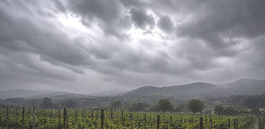 Danni ai vigneti a Castelvenere, Cia Campania al fianco degli agricoltori