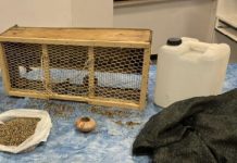 Uccellagione, ad Amorosi denunciate due persone per maltrattamento animali