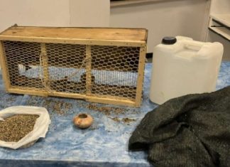 Uccellagione, ad Amorosi denunciate due persone per maltrattamento animali
