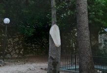 Morcone, scoppia il caso alberi in villa comunale. Avs Benevento: “Si faccia chiarezza”