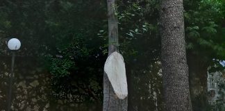 Morcone, scoppia il caso alberi in villa comunale. Avs Benevento: “Si faccia chiarezza”