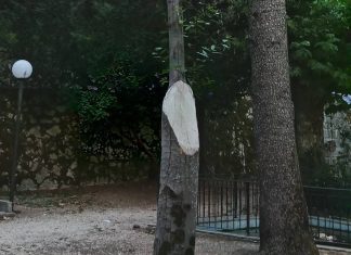 Morcone, scoppia il caso alberi in villa comunale. Avs Benevento: “Si faccia chiarezza”