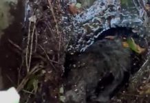 Cane cade in una vasca, salvato dopo tre giorni da Vigili del fuoco e pronto soccorso veterinario