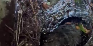 Cane cade in una vasca, salvato dopo tre giorni da Vigili del fuoco e pronto soccorso veterinario