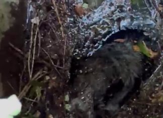 Cane cade in una vasca, salvato dopo tre giorni da Vigili del fuoco e pronto soccorso veterinario