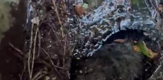 Cane cade in una vasca, salvato dopo tre giorni da Vigili del fuoco e pronto soccorso veterinario
