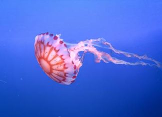 Medusa ortica, così provoca dolore e morte delle cellule: eparina protegge dal veleno