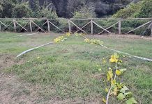 Parco del Volturno, ragazzi spezzano alberi sotto gli occhi dei genitori: lo sdegno dei gestori