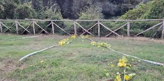 Parco del Volturno, ragazzi spezzano alberi sotto gli occhi dei genitori: lo sdegno dei gestori
