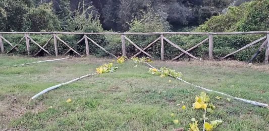 Parco del Volturno, ragazzi spezzano alberi sotto gli occhi dei genitori: lo sdegno dei gestori
