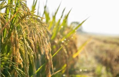 Agroalimentare, Ismea: superati sistema dei bandi per finanziamenti a condizioni di mercato
