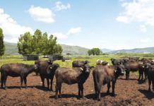 A Sorrento il World Buffalo Congress, dopo 20 anni torna in Italia