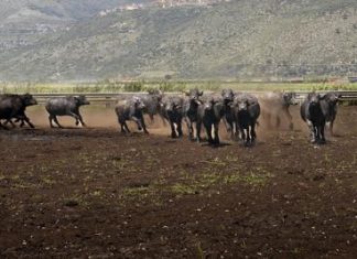 Al via il World buffalo congress, da tutto il mondo a Sorrento per studiare la bufala
